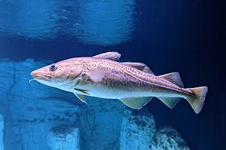 Atlantic cod (Gadus morhua)